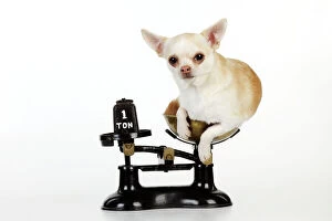 JD-22148 DOG. Chihuahua sitting in scales
