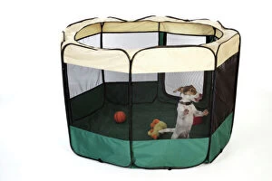 JD-22153 DOG. puppy in play pen, ( Jack Russell )