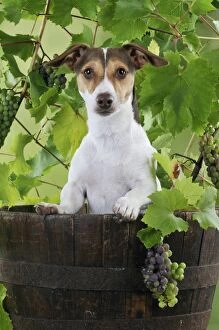 JD-22178 DOG. Jack russell terrier in a barrel with grapes