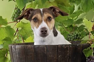 JD-22179 DOG. Jack russell terrier in a barrel with grapes