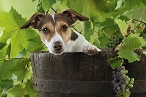 JD-22180 DOG. Jack russell terrier in a barrel with grapes