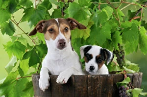 JD-22183 DOG. Jack russell terrier and parson jack russell terrier puppy in a barrel with grapes