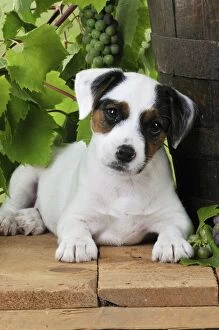 JD-22187 DOG. Parson jack russell terrier puppy next to barrel with grapes