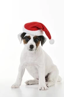JD-22189 DOG. Parson jack russell terrier puppy wearing a christmas hat