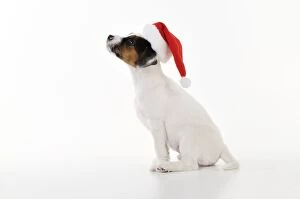 JD-22190 DOG. Parson jack russell terrier puppy wearing a christmas hat
