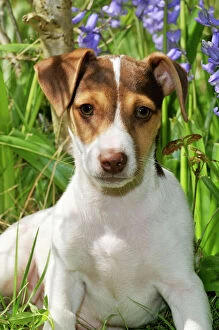 JD-22218 DOG. Jack Russell Terrier puppy in bluebells