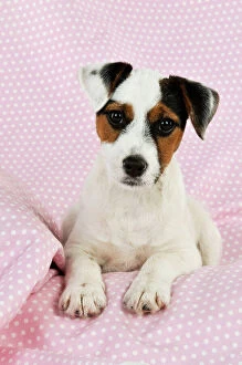 JD-22240 DOG. Parson jack russell terrier puppy lying on spotty blanket