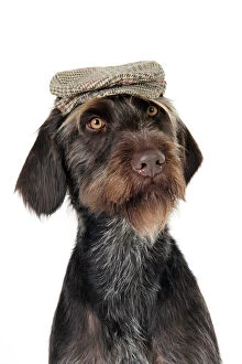 JD-22266 Dog. German Wire-Haired Pointer with hat on