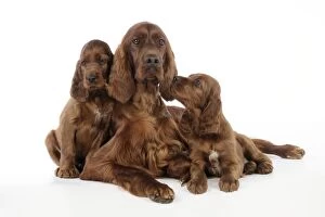 JD-22284 Dog. Irish Setter puppies with mother