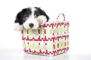 JD-22285 Dog. Bearded Collie puppy in basket