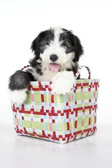 JD-22286 Dog. Bearded Collie puppy in basket