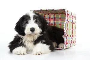 JD-22288 Dog. Bearded Collie puppy in basket