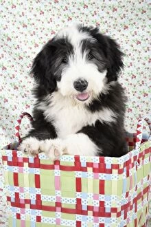 JD-22289 Dog. Bearded Collie puppy in basket