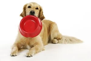 JD-22316 Dog. Golden Retriever holding a bowl