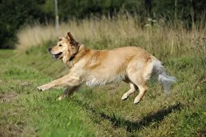 JD-22317 Dog. Golden Retriever jumping over ditch