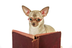 JD-22348 DOG. Chihuahua reading a book wearing glasses