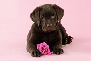 JD-22392 DOG. Chocolate Labrador puppy lying down with rose