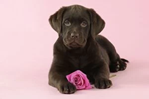 JD-22393 DOG. Chocolate Labrador puppy lying down with rose