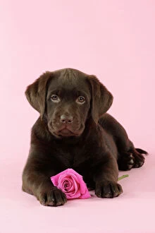 JD-22394 DOG. Chocolate Labrador puppy lying down with rose