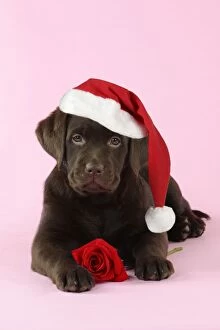 JD-22394-M DOG. Chocolate Labrador puppy lying down with rose