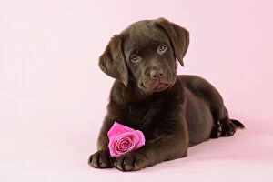 JD-22395 DOG. Chocolate Labrador puppy lying down with rose
