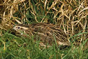 Quail Prints: Quail