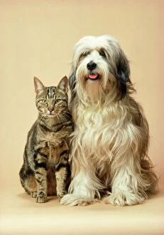 JD-3635 Tibetan Terrier Dog & Tabby Cat