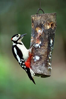 JD-3907 Great-Spotted / Greater-Spotted Woodpecker - on wooden bird feeder