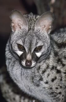Images Dated 22nd March 2007: Genet