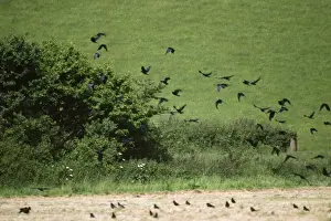 Rooks Prints: Rooks