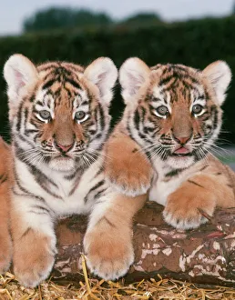 Tigers Gallery: JD 5961-C