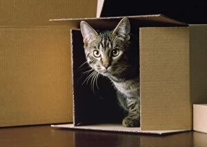 JD-6373-C Cat - in a box