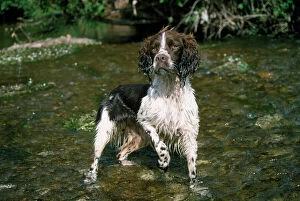 JD-6924 Springer Spaniel Dog - in water