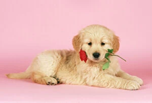 JD-7843E DOG - Golden Retriever puppy with rose