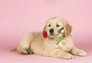 JD-7843E DOG - Golden Retriever puppy with rose