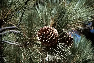 Jeffrey Pine