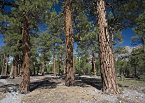 Images Dated 19th July 2005: Jeffrey Pine woodland, at c. 8000 ft, east side of Sierra Nevada