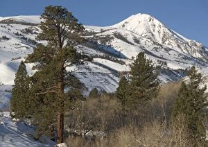 Jeffreys Pine - on east side of Sierra Nevada in winter