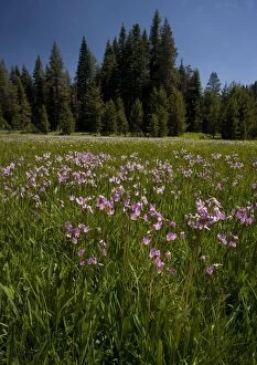 Images Dated 3rd July 2005: Jeffrey's Shooting Star - in damp grassland, Yosemite National Park, USA
