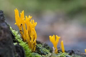 Images Dated 12th November 2012: Jelly Antler Fungus - Autumn