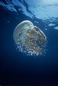 Images Dated 9th December 2004: Jellyfish - Common Jellyfish and hundreds of small fish who seek protection beneath the stinging