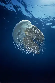School Prints: Jellyfish - Common Jellyfish