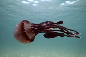 JELLYFISH - fish hide near stinger, using it for protection
