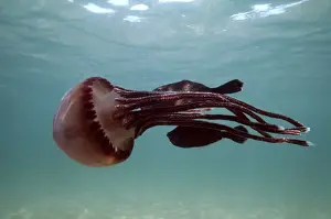 Jellyfish Fish hide near stinger, using it for protection Trial Bay, New South Wales, Australia