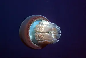 Jellyfish Prints: Jellyfish - A perfect example of the common jellyfish as it roams the open ocean looking for food Seal Rocks