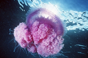 <b class=qtipBold><figcaption>Jellyfish - Pink</figcaption></b><br>KA-246 JELLYFISH - PINK Polynesia Kurt Amsler Please note that prints are for personal display purposes only and may not be reproduced in any way.<br><em>© Ardea 2007 - All Rights Reserved</em> Jellyfish - Pink
