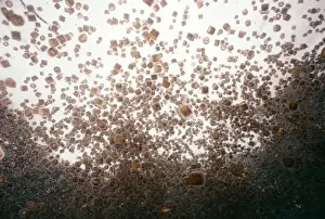 Swarms Prints: Jellyfish Plauge Venomous, Papua New Guinea