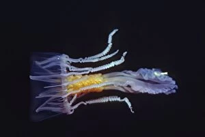 Images Dated 9th December 2004: Jellyfish - Stinging mudesa, Beautiful but dangerous. uncommon