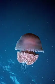 Jellyfishes Prints: Jellyfish - venomous Australia