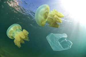 Jellyfishes and plastic bag driffting. For us